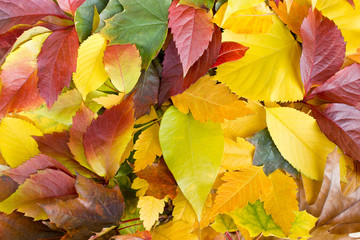 Naklejka na ściany i meble Colorful autumn leaves on the ground