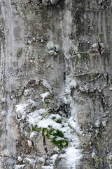 Fototapeta premium Tree trunk with fungus and snow