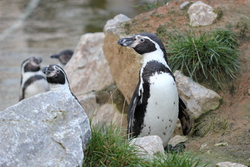 Humboldt-Pinguine  (Spheniscus humboldti)