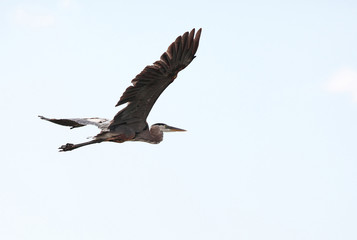Flying Grey Heron