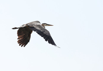 Flying grey heron