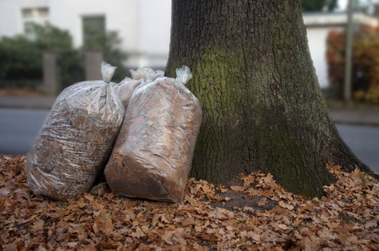 Laubs&auml;cke am Baum