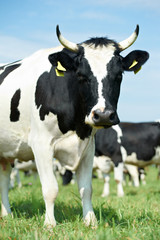 White black milch cow on green grass pasture
