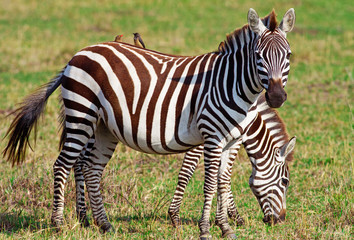 Obraz na płótnie Canvas Zebry w Masai Mara National Park, Kenia