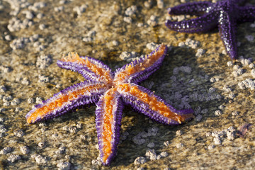 purple starfish