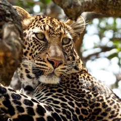 Leopard - Maasai Mara National Park in Kenya, Africa