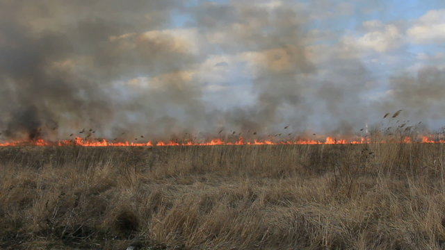 Field fire
