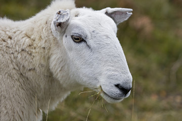 head of sheep