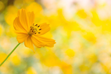 Naklejka premium mexican sunflower weed