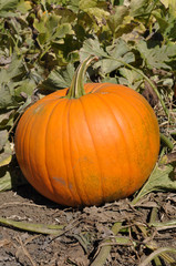 Large Pumpkin in Patch