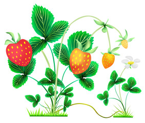strawberry bushes with berries and flower