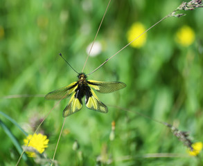 ascalaphes
