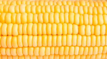 Macro shot of corn used for ethanol fills the frame