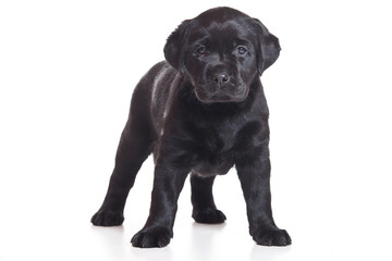 Labrador puppy on white background