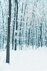 trees in forest covered with snow