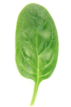 Leaf of spinach