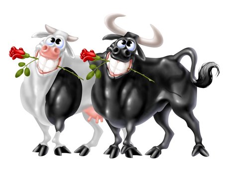 coppia bovina