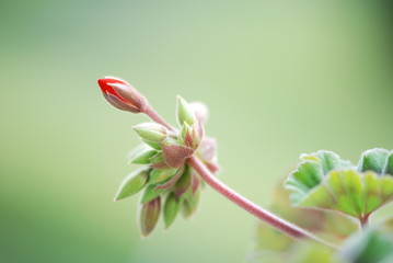 Red geranium flower - 38503491