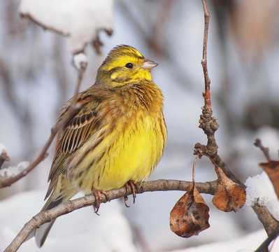 Yellowhammer on branch, Emberiza citrinella