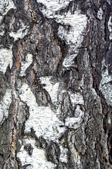 Birch background