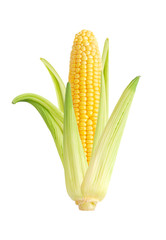 corn isolated - 38503628