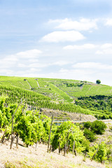 Fototapeta na wymiar cru, wielkie winnice Cote Rotie, Rodan-Alpy, Francja