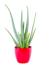 Aloe vera in a red pot