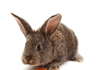 rabbit