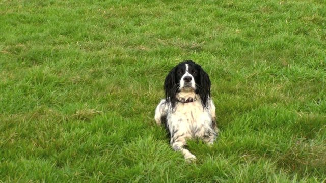 Dog in the field happy wagging his tail