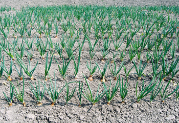 Just planted onion