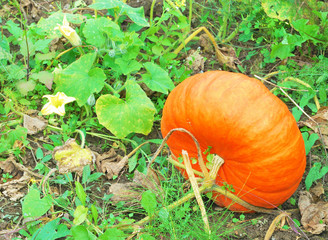 Large pumpkins lying in the grass