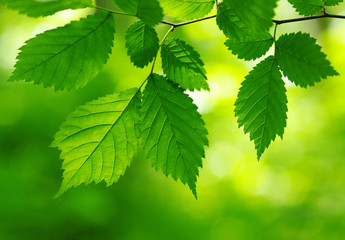 Fototapeta na wymiar Green leaves