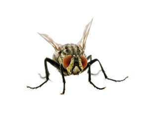 fly on a white