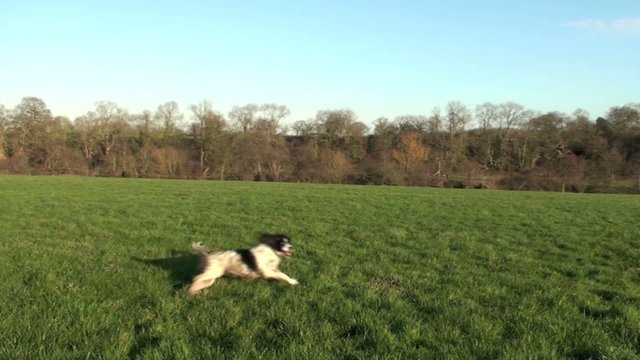 Dog playing and catching toy