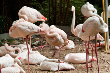 flocks of flamingo