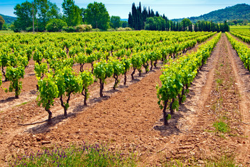 Fototapeta na wymiar Zielona winnic w południowej Francji