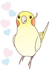 オカメインコ　ルチノー