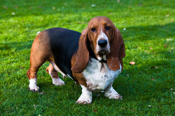 Basset Hound