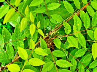 wet plant