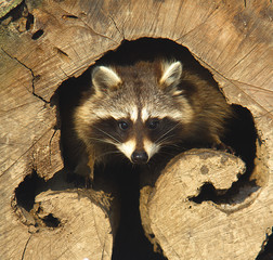 an adult of raccoon at his nest / Procyon lotor