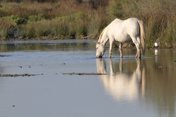 Obraz na płótnie Canvas Camargue horse drinking in a pond