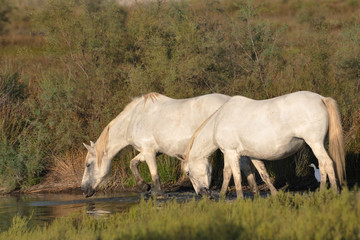 Obraz na płótnie Canvas Two Camargue horses drinking at a pond