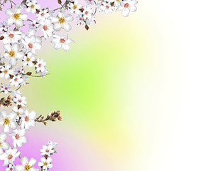 Composición con ramas de almendro en flor.