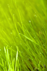 Obraz na płótnie Canvas green spring grass background