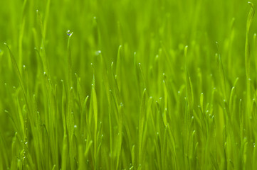 Fototapeta na wymiar green spring grass background