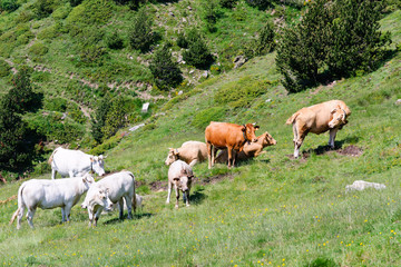 Fototapeta na wymiar Herd of cows, Orientales, France