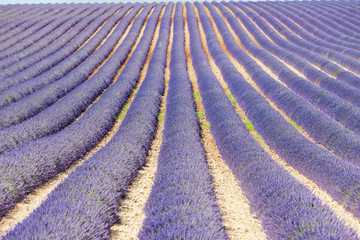 Obraz na płótnie Canvas Lawendowe pole, Plateau de Valensole, Provence, Francja