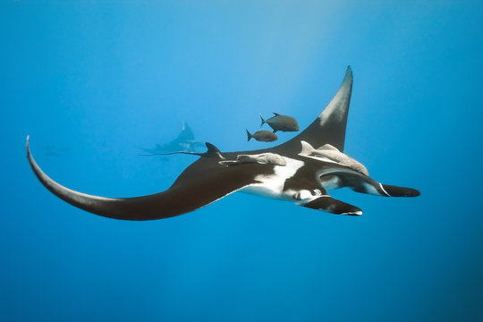 Fototapeta Manta on the blue background