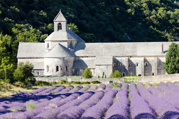 Senanque abbey with lavender field, Provence, France