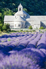 Senanque abbey with lavender field, Provence, France
